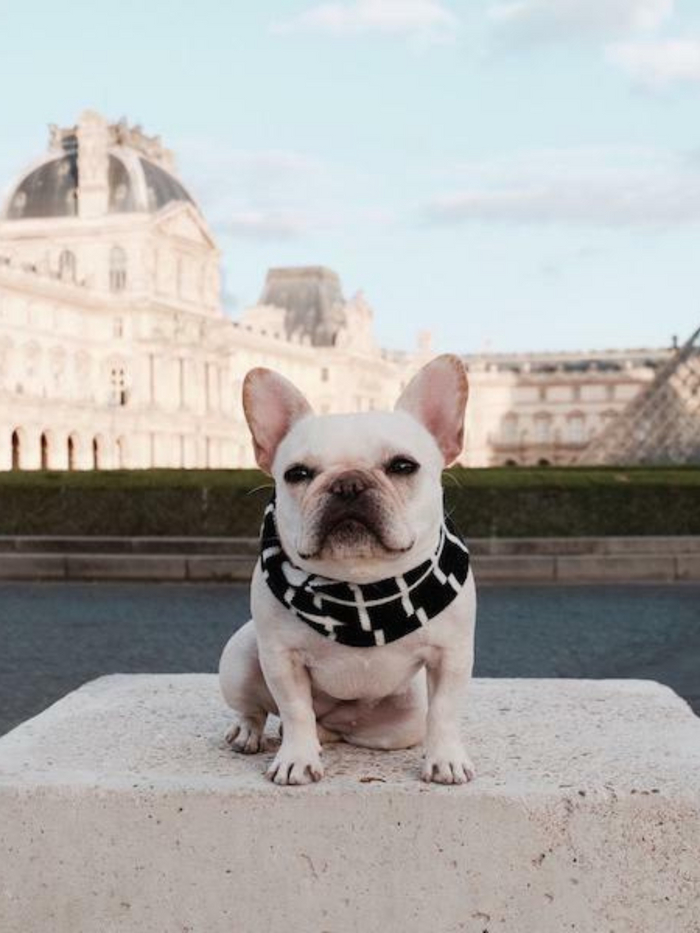 French bulldog wearing a black and white scarf, sitting on a stone block with the Louvre in the background.